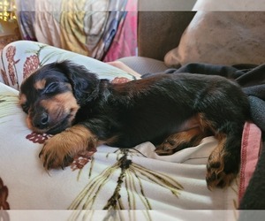 Dachshund Puppy for sale in YELM, WA, USA