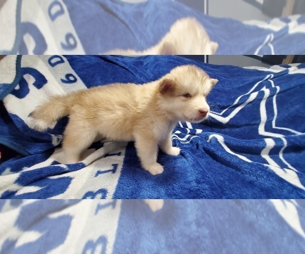 Medium Photo #8 Alaskan Malamute Puppy For Sale in ERIAL, NJ, USA