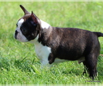 Small Photo #6 Boston Terrier Puppy For Sale in WINNSBORO, TX, USA