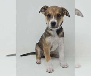 Labbe Dogs for adoption in Brewster, NY, USA