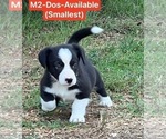 Small Photo #15 Pembroke Welsh Corgi Puppy For Sale in SUMMERVILLE, GA, USA