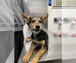 Small German Shepherd Dog Mix