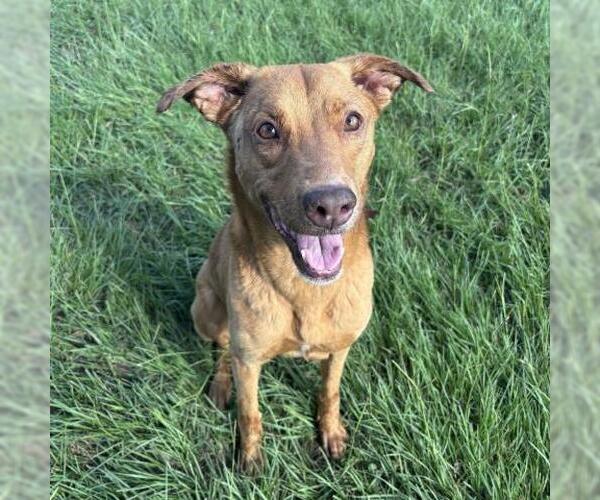 Medium Photo #2 Unknown-Vizsla Mix Puppy For Sale in Conroe, TX, USA