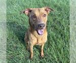 Small #1 Vizsla Mix