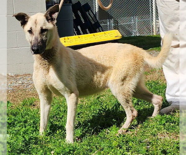 Medium Photo #2 Mutt Puppy For Sale in Wetumpka, AL, USA