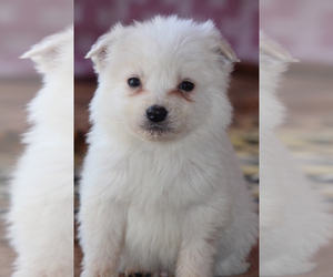 Border Collie-Great Pyrenees Mix Puppy for sale in Princeton, British Columbia, Canada