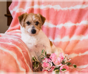 Cairn Terrier-Poo-Shi Mix Puppy for sale in WAKARUSA, IN, USA
