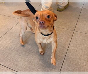 Chihuahua Dogs for adoption in Rancho Cucamonga, CA, USA