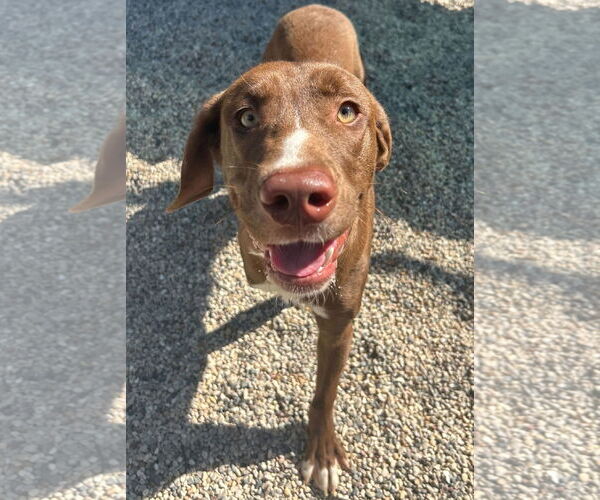 Medium Photo #3 Labrador Retriever-Rhodesian Ridgeback Mix Puppy For Sale in Jefferson, WI, USA