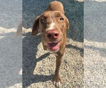 Small #2 Labrador Retriever-Rhodesian Ridgeback Mix