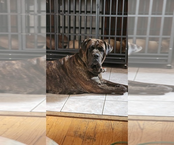 Medium Photo #8 Cane Corso Puppy For Sale in CHICAGO, IL, USA