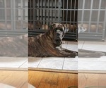 Small #7 Cane Corso