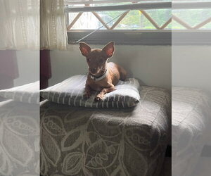 Lacey - Female Chihuahua-Unknown Mix Dog for Adoption - Photo #2