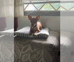 Small Photo #2 Chihuahua-Unknown Mix Puppy For Sale in Morganville, NJ, USA