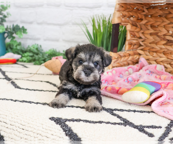Medium Photo #3 Schnauzer (Miniature) Puppy For Sale in SYRACUSE, IN, USA