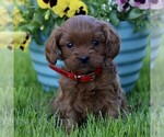 Image preview for Ad Listing. Nickname: Daisy
