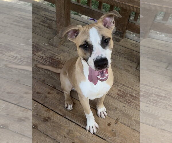 Medium Photo #2 American Pit Bull Terrier-Unknown Mix Puppy For Sale in Wetumpka, AL, USA
