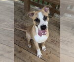 Small #1 American Pit Bull Terrier Mix
