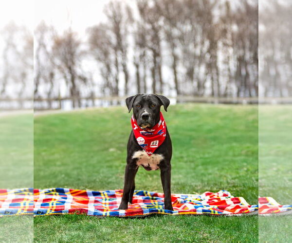 Medium Photo #5 Labrador Retriever-Unknown Mix Puppy For Sale in Unionville, PA, USA