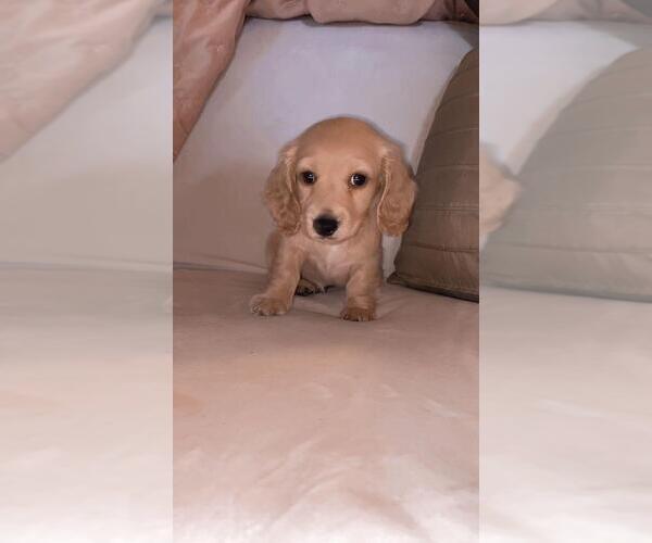 Medium Photo #1 Dachshund Puppy For Sale in ATHENS, GA, USA