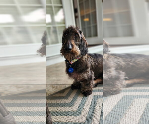 Medium Photo #1 Dachshund Puppy For Sale in Fruitland, SC, USA