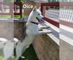 Small Photo #2 Samoyed-Siberian Husky Mix Puppy For Sale in Derwood, MD, USA