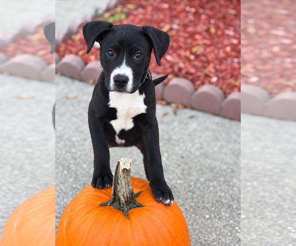 Medium Photo #1 American Staffordshire Terrier-Unknown Mix Puppy For Sale in Holly Springs, NC, USA
