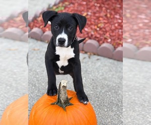 American Staffordshire Terrier-Unknown Mix Dogs for adoption in Holly Springs, NC, USA