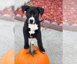 Hershey - Candy Litter (Trixie mom) - Male American Staffordshire Terrier-Unknown Mix Dog for Adoption - Small photo