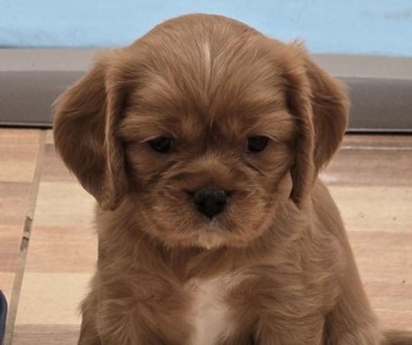 Medium Photo #1 Cavalier King Charles Spaniel Puppy For Sale in JOSHUA TREE, CA, USA