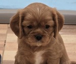 Puppy Ruby Cavalier King Charles Spaniel
