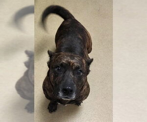 Cardigan Welsh Corgi-Unknown Mix Dogs for adoption in Decatur, IL, USA