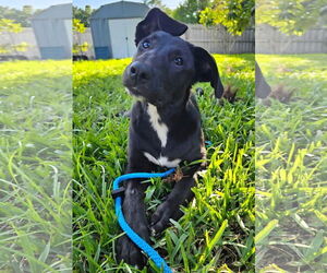 German Shepherd Dog-Unknown Mix Dogs for adoption in Royal Palm Beach, FL, USA