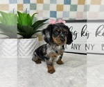Small #3 Dachshund