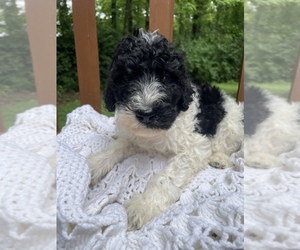 Poodle (Standard) Puppy for Sale in BENTON, Illinois USA