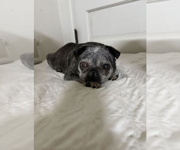 Medium Photo #2 Pug Puppy For Sale in Indianapolis, IN, USA