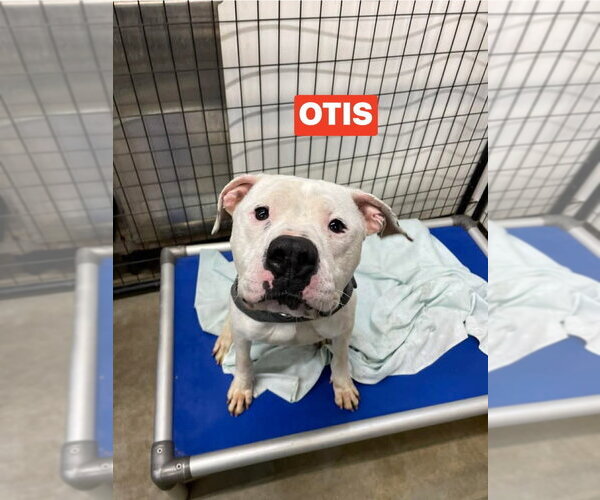 Medium Photo #1 Mutt Puppy For Sale in Foristell, MO, USA