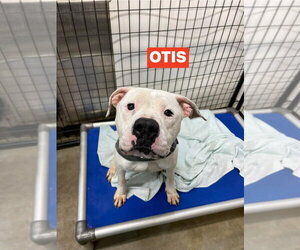 Mutt Dogs for adoption in Foristell, MO, USA