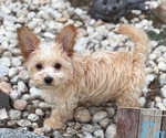 Small #10 Yo-Chon