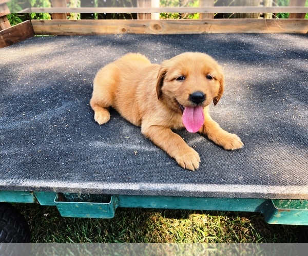 Medium Photo #2 Golden Retriever Puppy For Sale in LEON, KS, USA