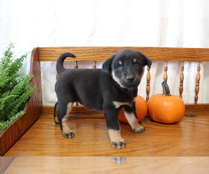 Akita-Labrador Retriever Mix Puppy for sale in SHILOH, OH, USA