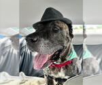 Small #1 Mastiff Mix