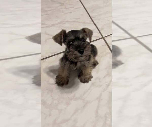 Medium Photo #1 Schnauzer (Miniature) Puppy For Sale in BAYTOWN, TX, USA