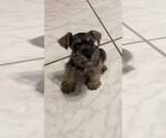 Small Photo #1 Schnauzer (Miniature) Puppy For Sale in BAYTOWN, TX, USA