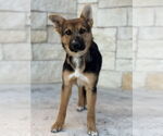 Small #1 Australian Shepherd-German Shepherd Dog Mix