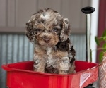 Small #2 Cockapoo (Miniature)