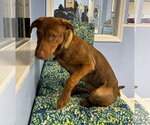 Small #2 Labrador Retriever Mix