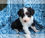Small Photo #2 Aussiedoodle Puppy For Sale in SHILOH, OH, USA