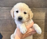Small Photo #1 English Cream Golden Retriever Puppy For Sale in WOLFE CITY, TX, USA