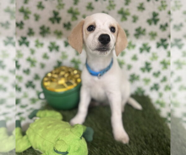 Medium Photo #4 Beagle-Colonial Cocker Spaniel Mix Puppy For Sale in Fort Worth, TX, USA